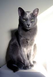 Korat Minik Dostum Sevimli Kediler Guzel Kediler Mavi Kediler