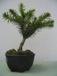 The global trees campaign supported restoration of monkey puzzle forest and conducted educational programmes during two projects between 2003 and. In Theory This Is An Araucaria Araucana Monkey Puzzle Tree Bonsai Though It Seems The Species Is Difficult To Bonsai Monkey Puzzle Tree Cactus Plants Plants
