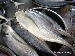 Resipi ikan cencaru sumbat sambal. Ikan Cencaru Horse Mackerel Likedeadfish