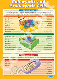 What is the size of eukaryotic cell. Larger Than A1 In Size The Eukaryotic And Prokaryotic Cells Wall Chart Is Ideal For Your Science Classroom Suitabl Biology Teaching Biology Prokaryotic Cell