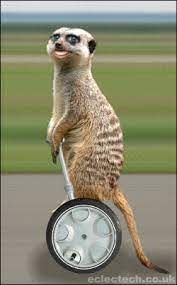 # funny # cat # funny cat # dance party # funny animals. Animated Animals Animated Gif Animated Gifs Funny Animals Keefers Animaux Droles Video Animaux Drole Animaux Amusants