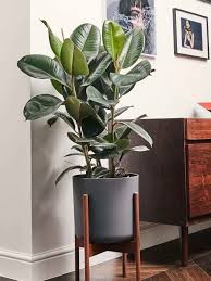 We did not find results for: Ficus Elastica Tineke Care Images And Videos Chooseyourplant