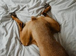 Image result for invalid dog wheelset