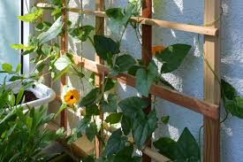 A trellis adds a bit of refinement to any garden or yard and is the best way to show off your climbing flowers and vines. How To Build A Diy Trellis Freestanding Or Wall True Value