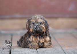I'm looking for a Shih Tzu to adopt female in Charlotte area ???