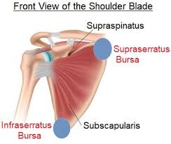15 tips to help relieve pain that you are experiencing in between the shoulder blades Scapulothoracic Bursitis Aka Snapping Scapula Syndrome