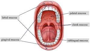 Image result for Labial mucosa