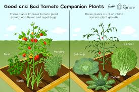 best and worst companion plants for tomatoes