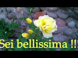 Buon Compleanno A Mia Figlia Youtube Buon Compleanno Figlia Compleanno Figli Auguri Di Compleanno