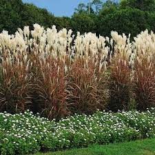 Pin By Amy Gosiorowski On Plant Library Tall Ornamental Grasses Grasses Landscaping Privacy Plants