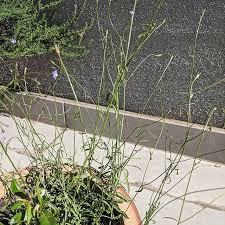 Save on natural health, beauty, weight management, baby, diabetes care, fragrances, sexual health & more! Sprawling Bluebell Wahlenbergia Gracilis Weeds Of Melbourne