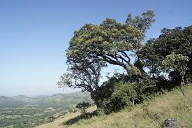 Image result for Neocussonia umbellifera