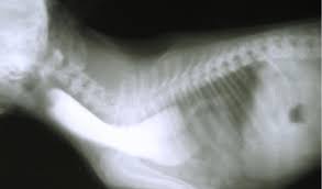 Badger has a congenital defect called megaesophagus, so he has to be fed in an upright position. Megaesophagus In Cats Petcoach