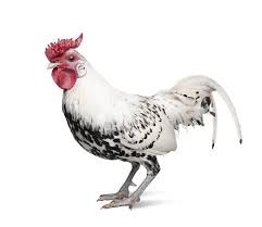 The silver spangled hamburg is one of the most alert breeds on the poultry list. Silver Spangled Hamburg Chickens Purely Poultry