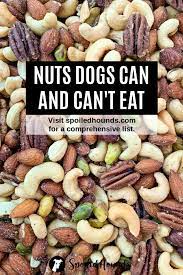 Nuts Dogs Can Eat And Nuts Harmful To Dogs Spoiled Hounds Foods Dogs Can Eat Things Dogs Cant Eat Dog Eating
