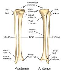 Blank leg bones diagram : The Lower Limbs Human Anatomy And Physiology Lab Bsb 141