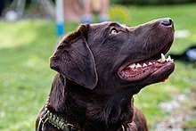 Wann ein labrador ausgewachsen ist, weißt du ja jetzt und es ist toll, dass du dich so intensiv mit deinem welpen auseinandersetzt. Labrador Retriever Wikipedia