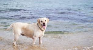 When you adopt a labrador through us, you can always be confident that your new companion is as healthy as possible. Why Are Labrador Retrievers The Most Popular Dog Breed K9 Web