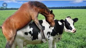 تولید مثل حیوانات ( جفتگیری خر ها در مزرعه)