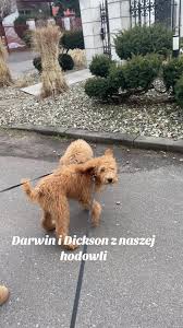 Darwin i Dickson szukają nowych domów