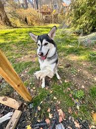 Found near Harris Road in Ferndale. She is the sweetest girl so I'm  thinking she belongs to someone. My father heard her crying outside of his  factory and of course he felt