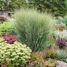Image result for Panicum merkeri