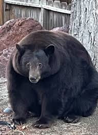 Hank The Tank A 500 Pound Bear Ransacks A California Community The New York Times