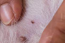What Do Fleas Look Like House Method