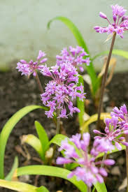 Image result for Tulbaghia fragrans