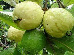 Check spelling or type a new query. How To Protect Young Guava Fruit Tree In Winter From Frost Youtube