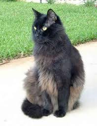 She is a moderate looking cat with no extremes. 20 Kitties Ideas Cats Purebred Cats Cat Breeds
