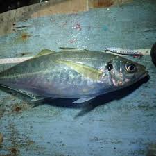 尺アジを狙って分かった事 尺アジの釣り方 適した道具 回遊時期について チープフィッシングを楽しむ