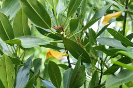 Image result for Rhizophora mucronata