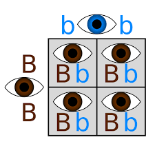 Solve each problem showing your work. Punnett Square Definition Example Video Lesson Transcript Study Com