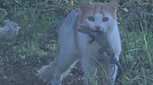 50 perfect calico cat names for your beautiful kitty. Doe Addressing Feral Cat Problem In Sister Islands Loop Cayman Islands