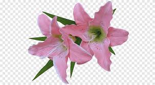 Check spelling or type a new query. Tiger Lily Png Images Pngegg