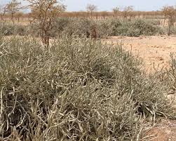 Image result for Cissus humbertii