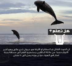 هل تعلم معلومات معلومة in 2020 animals whale lol