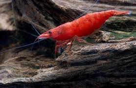 10 Freshwater Shrimp Species Aquarium Shrimp Types Info Aquariadise Freshwater Aquarium Shrimp Aquarium Pet Shrimp