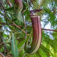 We did not find results for: Planting And Care Tips For The Tropical Pitcher Plant Mygarden Com
