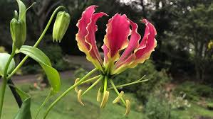 Image result for Gloriosa superba
