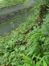 Image result for Poecilostachys