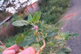 Image result for Zaleya