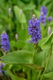 Image result for Pontederiaceae