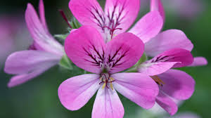 Ein ort, an dem die jungen leute mit familie und freunden ihre zeit im. Wissenswertes Und Tipps Rund Um Garten Und Balkon Freizeit Verbraucher Wdr