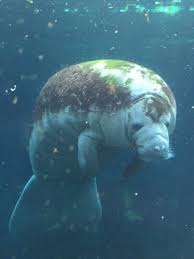 Follow their code on github. Magnifique Lamantin Animal Emblematique Des Caraibes Picture Of Parc Zoologique De Paris Tripadvisor