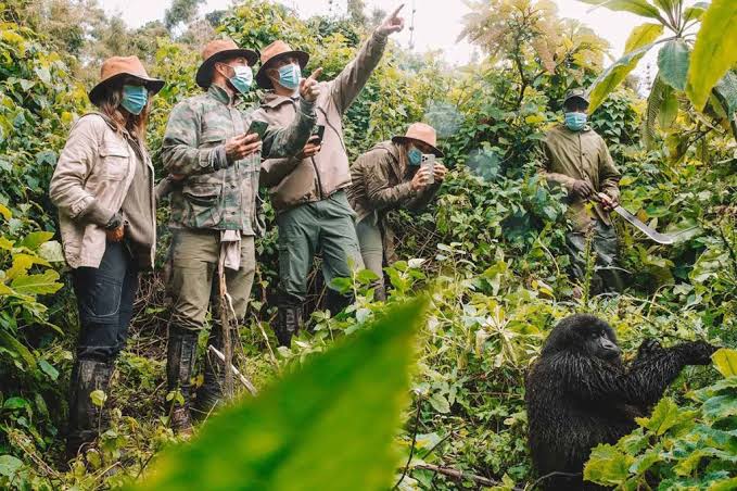 What to Wear and Pack for Gorilla Trekking in Congo - Trek Africa Gorillas and Wildlife Safaris