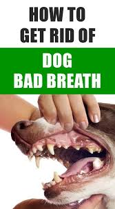 How To Get Rid Of Dog Bad Breath Bad Dog Breath Dog Breath Bad Breath