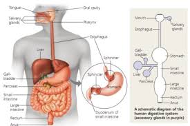 Gastritis kronis pendarahan saluran cerna bagian atas, ulkus, perforasi dan anemia karena gangguan absorpsi. Macam Macam Dan Jenis Penyakit Pada Sistem Pencernaan Manusia Official Website Initu Id
