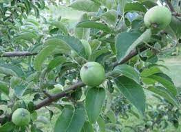 Growing Apple Trees Successfully Growing Apple Trees Apple Tree Care Apple Tree
